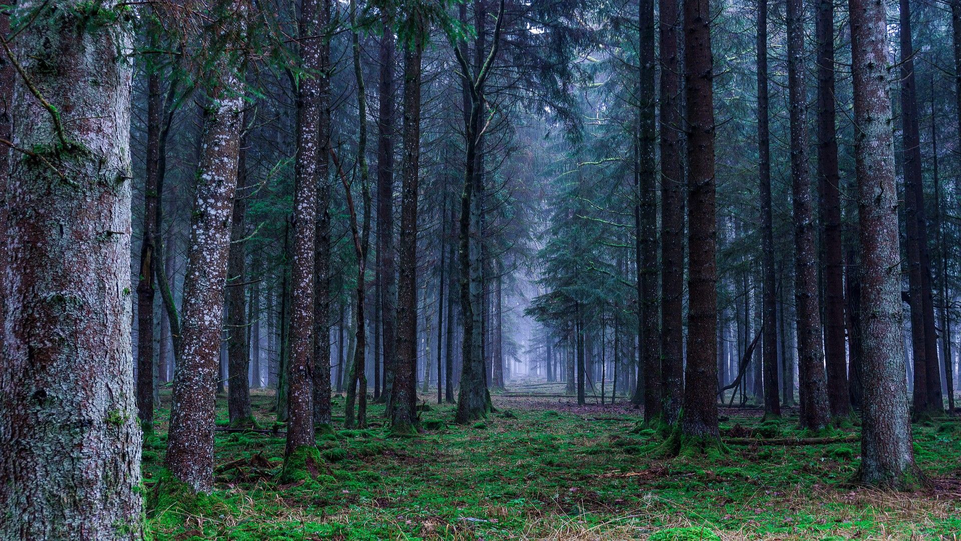 Dark Enchanted Forest Scenery- FHD 4K
