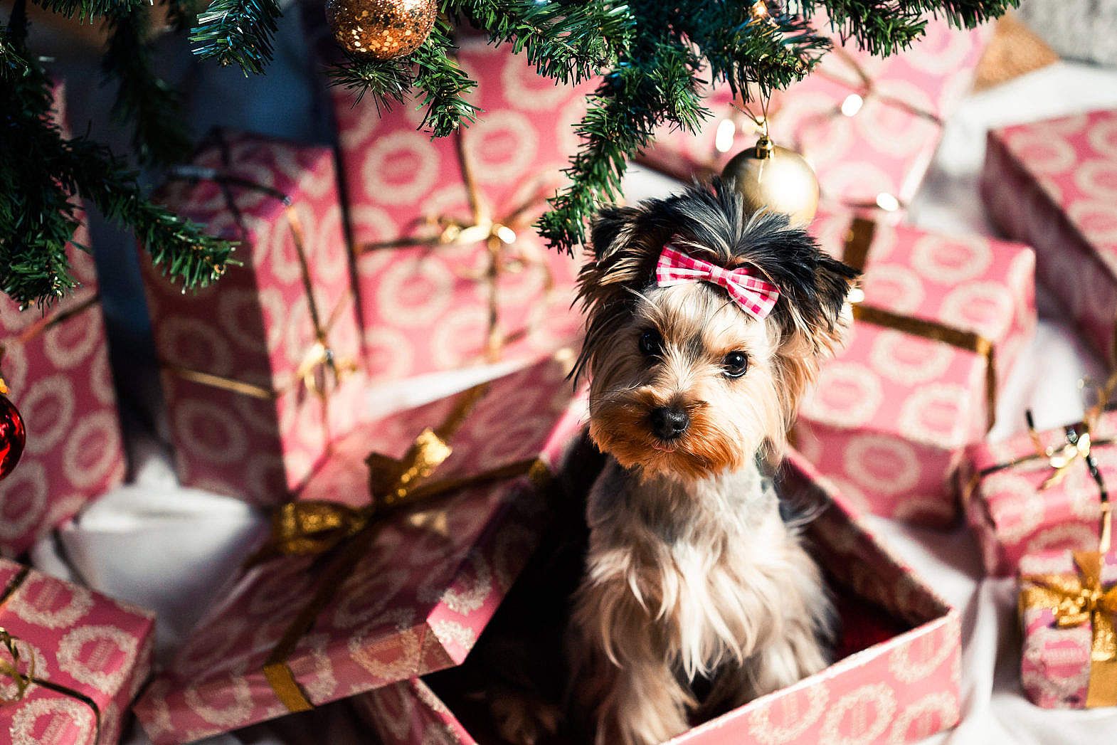 Cute Puppy as a Christmas Present Surprise Free