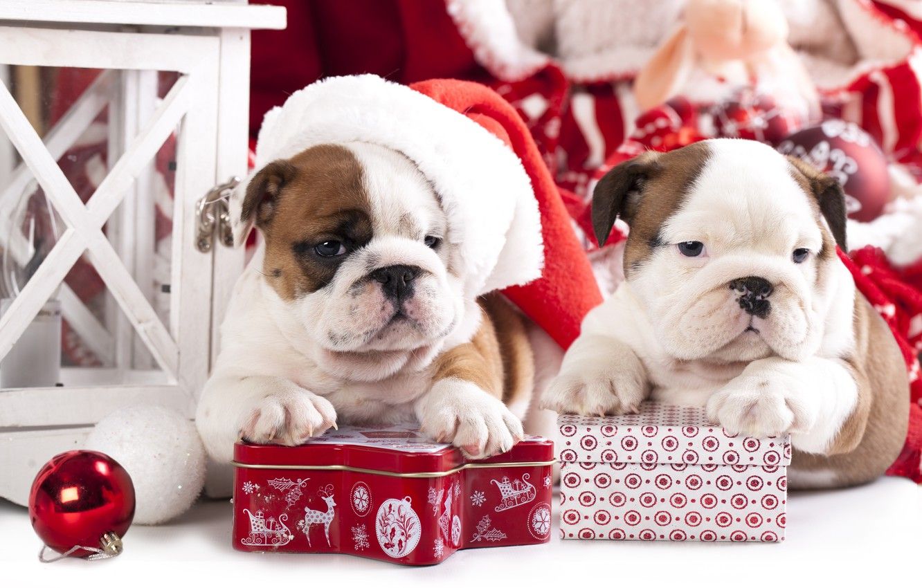 Wallpaper dogs, gift, toy, ball, puppies, cap, box, English bulldog image for desktop, section новый год
