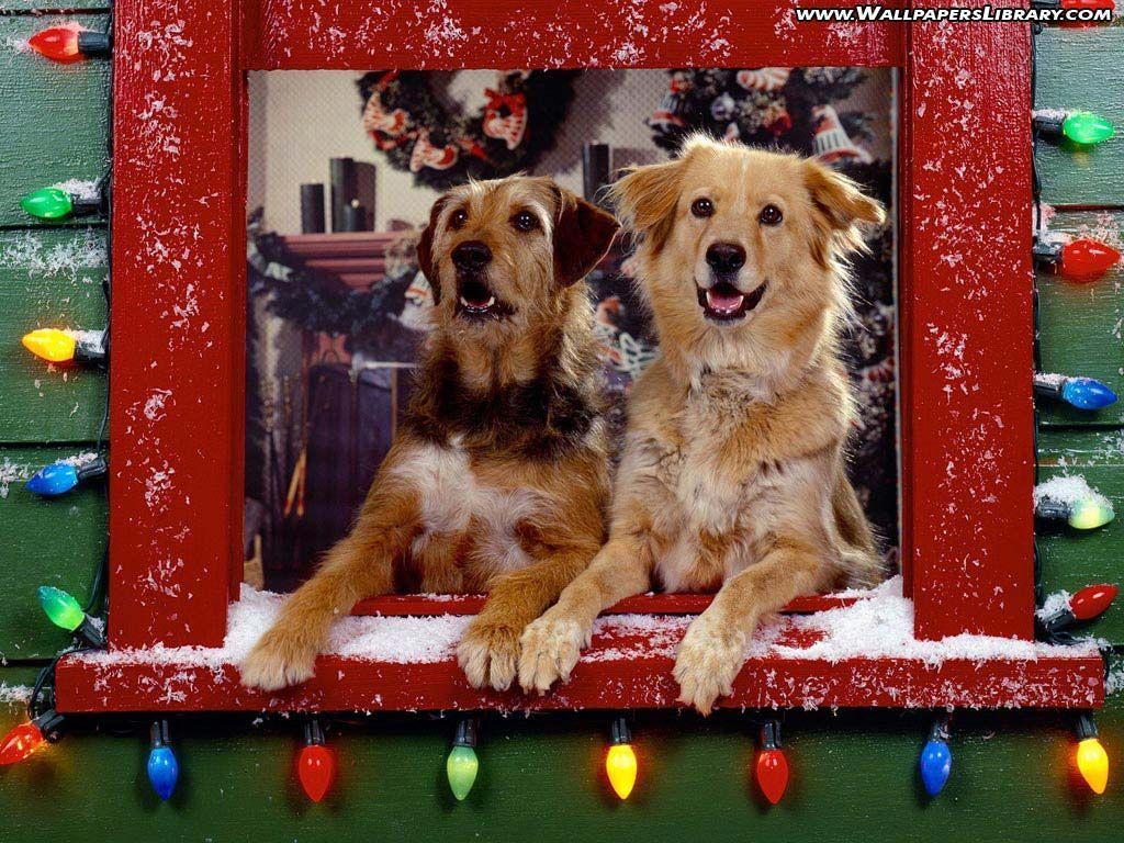 Christmas Dog Wallpaper Free Christmas Dog Background