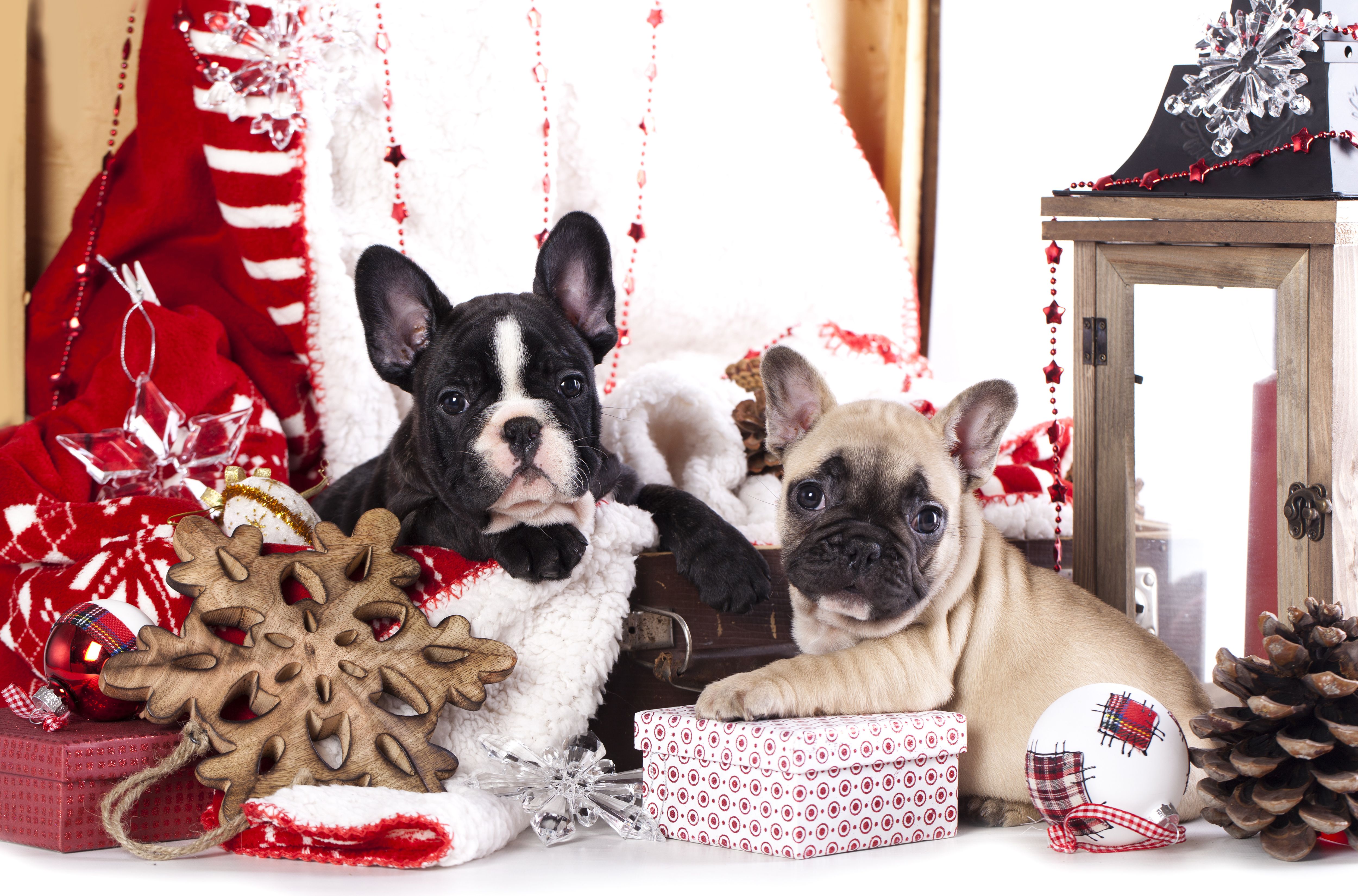 Christmas Cute Puppies Background Quality Image And Transparent PNG Free Clipart