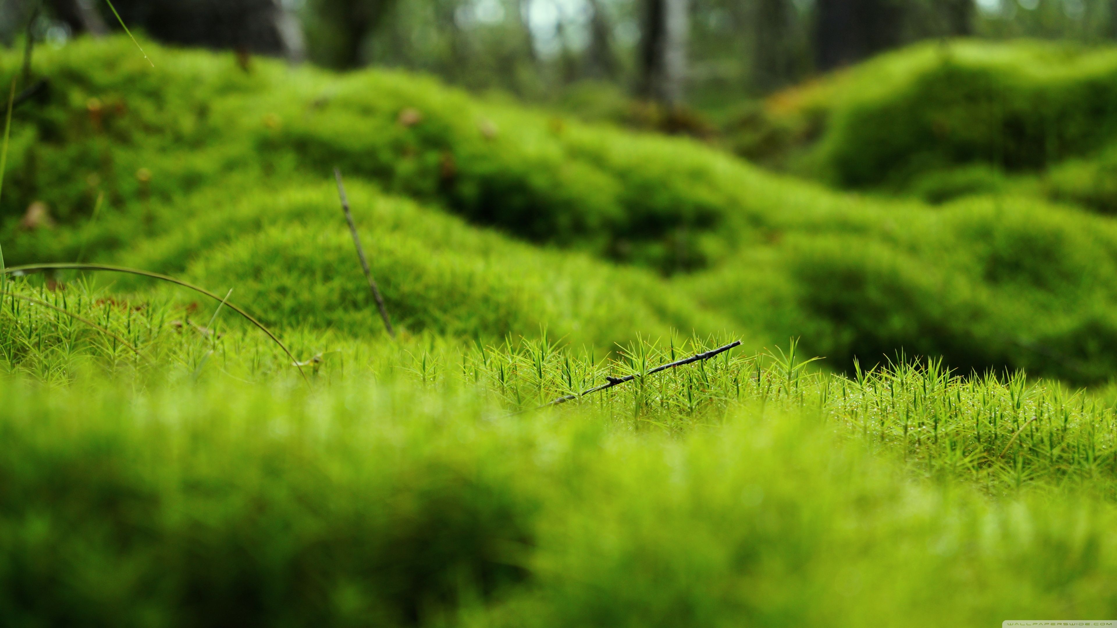Nature-inspired Wallpaper 4k green nature for stunning wallpapers