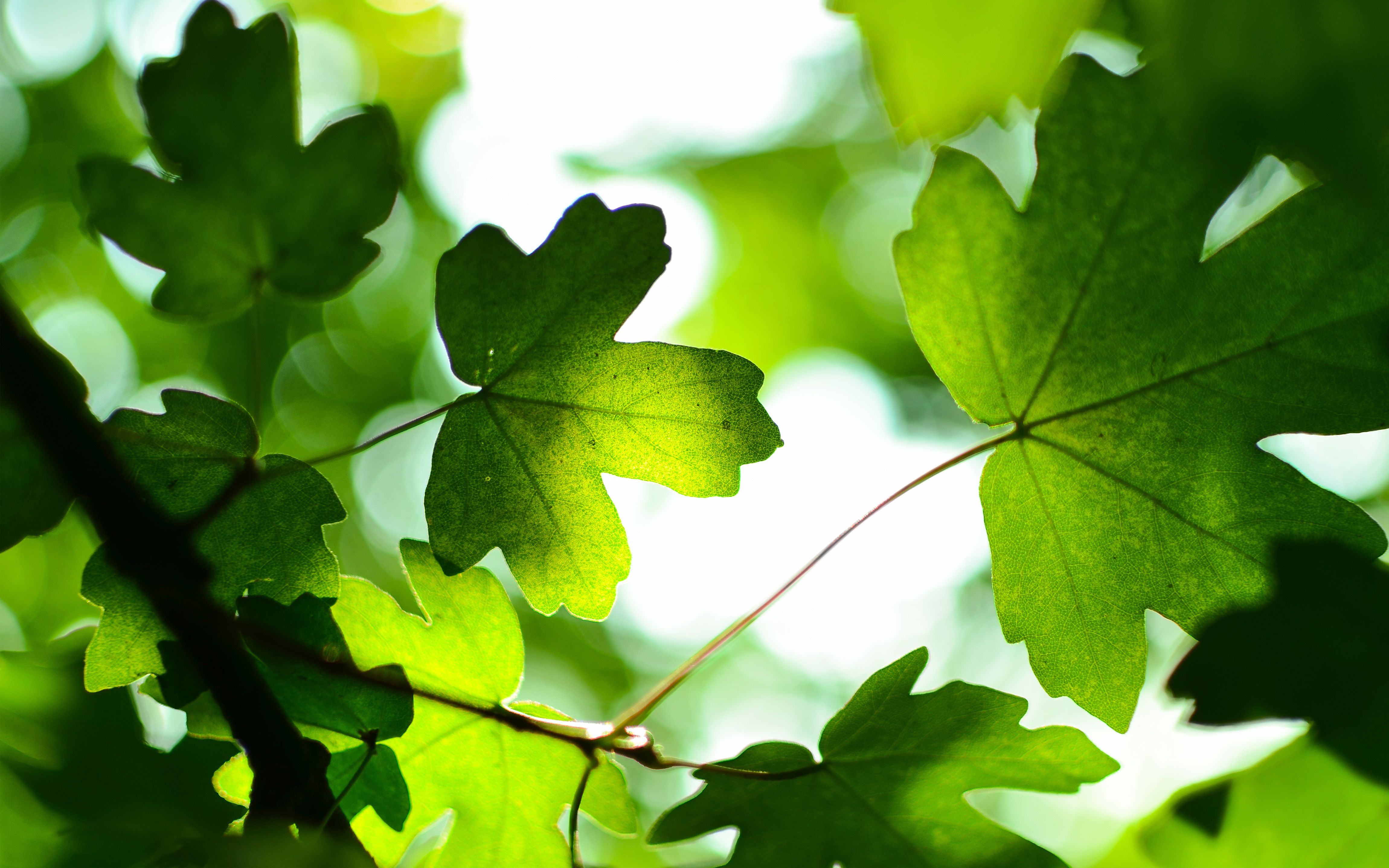 Green Leaves 4K Wallpaper