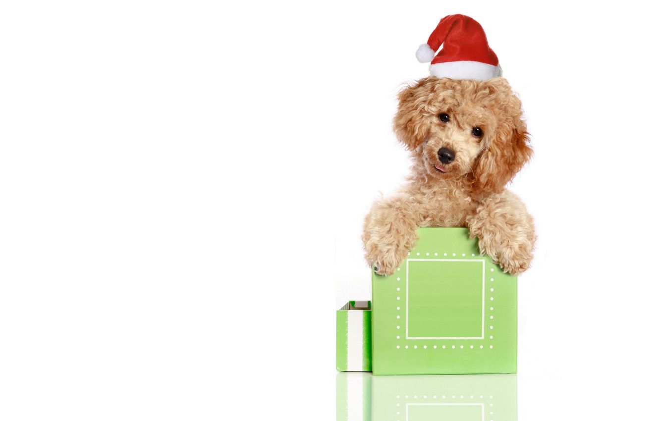 Wallpaper animals, red, green, holiday, box, gift, new year, Christmas, white background, Santa, poodle, cap, Wallpaper from lolita777, dog puppy image for desktop, section собаки