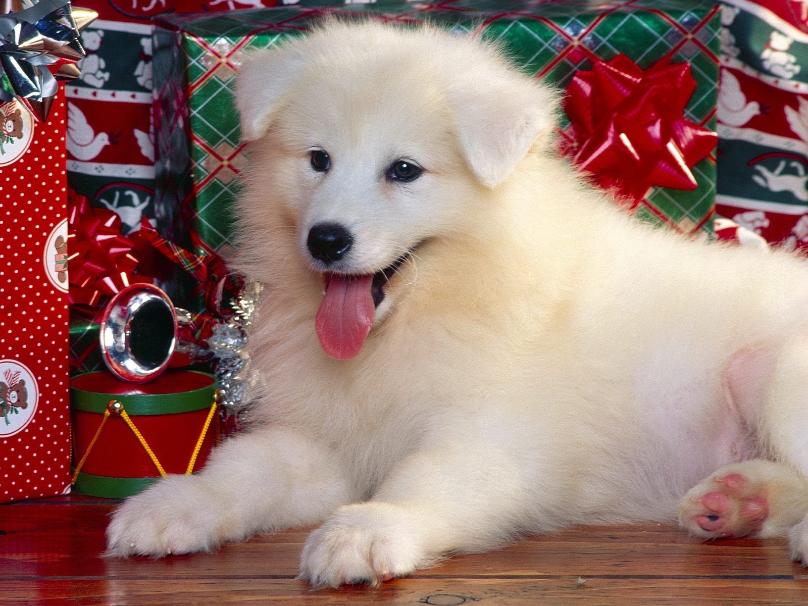 Christmas Puppy wallpaper. Christmas Puppy