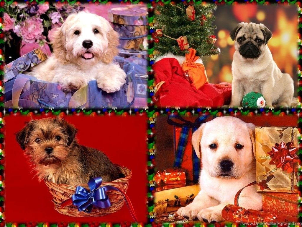 Dogs: Christmas Gift Dog Lovers Puppy Holiday Free Wallpaper Desktop Background
