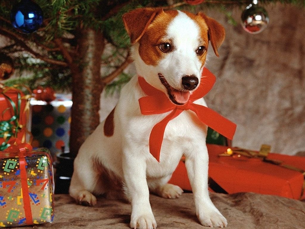Download desktop wallpaper Puppy as a Christmas gift, Christmas wallpaper