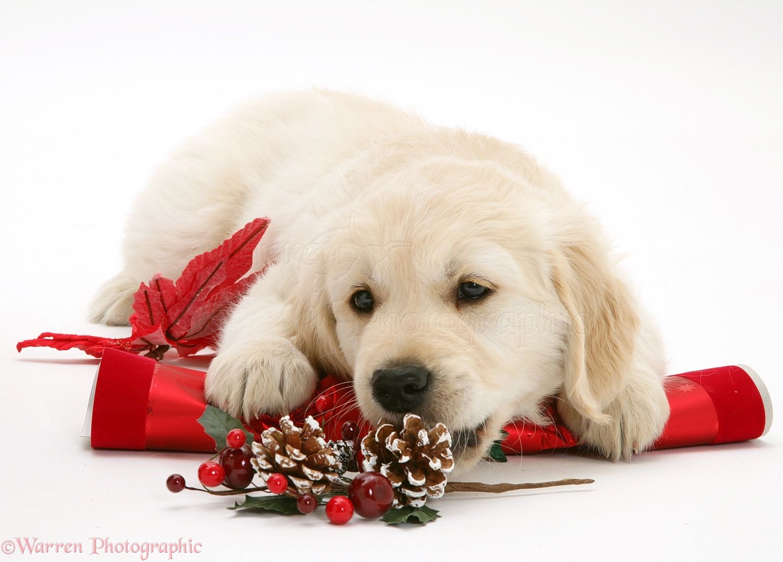 Puppy Christmas Wallpaper