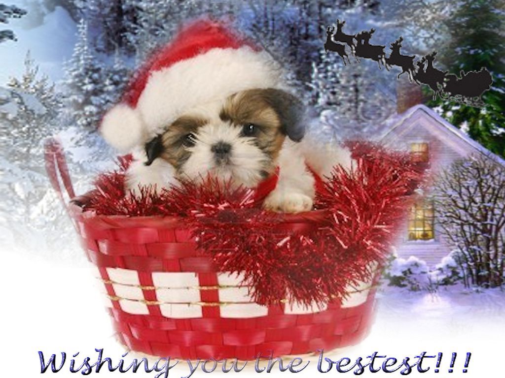 Dogs Christmas Bestest Gift Purplw White Holiday Cap Red New Year