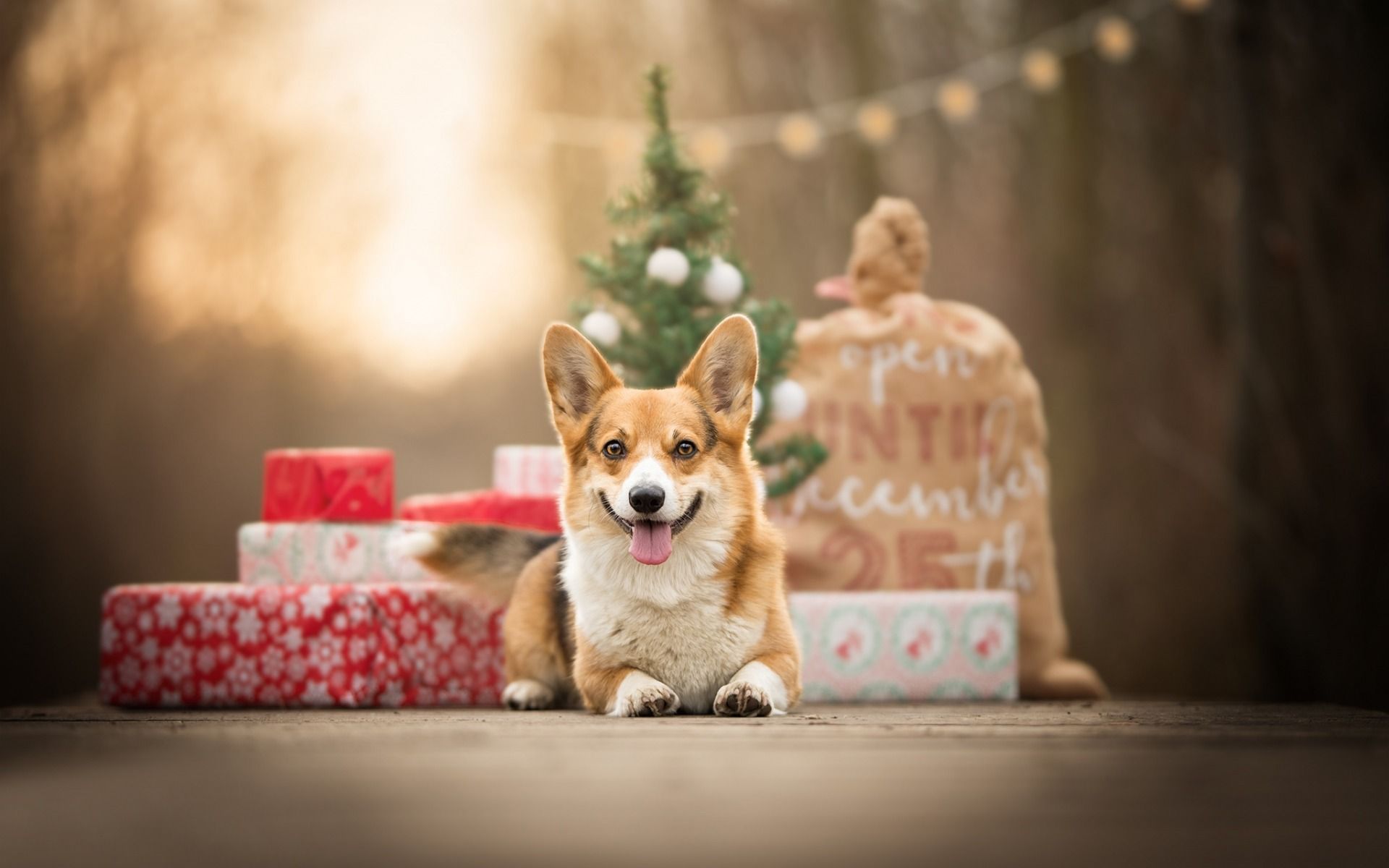 Download wallpaper Welsh Corgi, New Year, gifts, small dog, puppy, Christmas for desktop with resolution 1920x1200. High Quality HD picture wallpaper