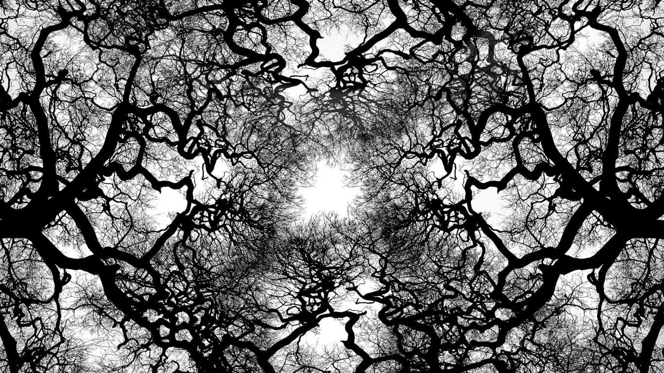 Tree Black And White Wallpaper And White Trees HD Wallpaper & Background Download