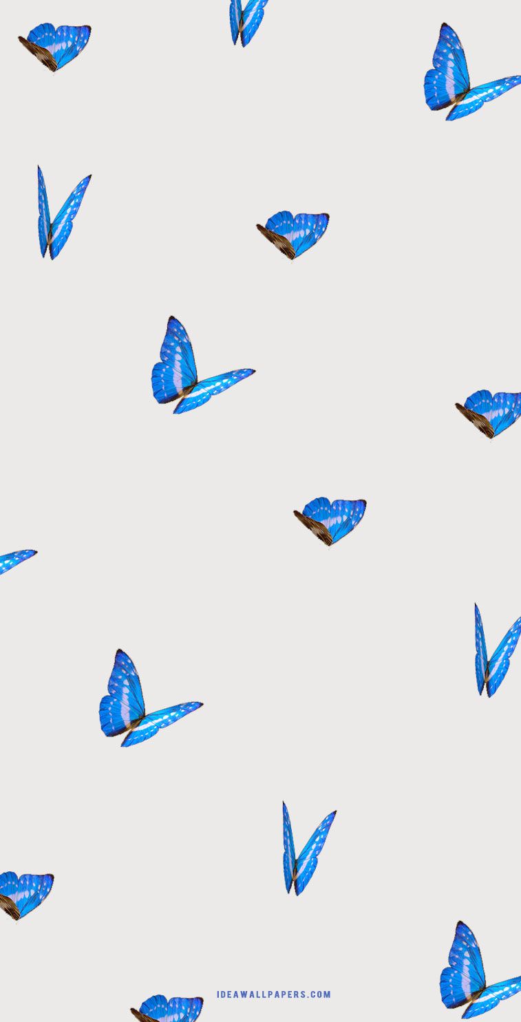 Blue Butterflies on grey background Wallpaper