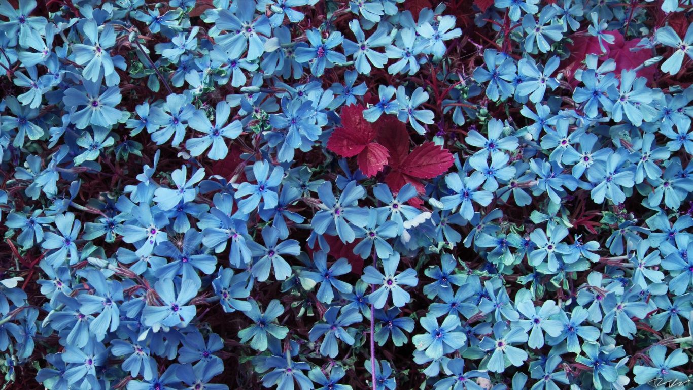 Blue Flowers wallpaperx768