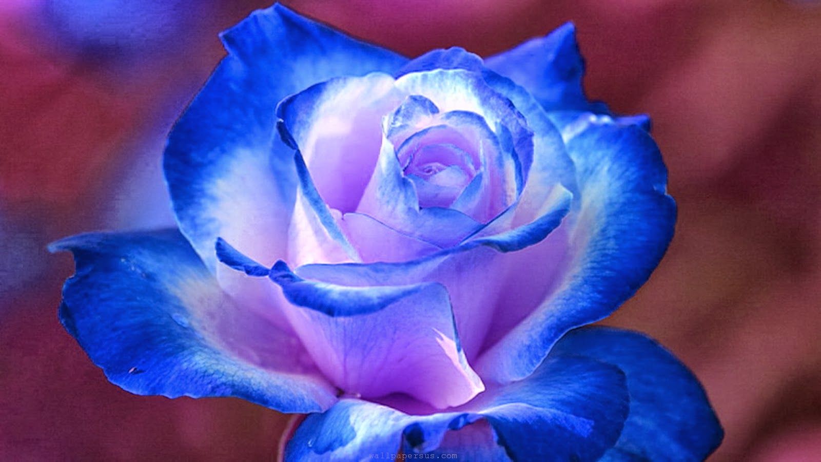 Free download HD Wallpaper Desktop Blue Flower HD Wallpaper [1600x900] for your Desktop, Mobile & Tablet. Explore Blue Flowers Wallpaper. Free Flower Wallpaper, Blue Wallpaper with White Flowers, Flowers