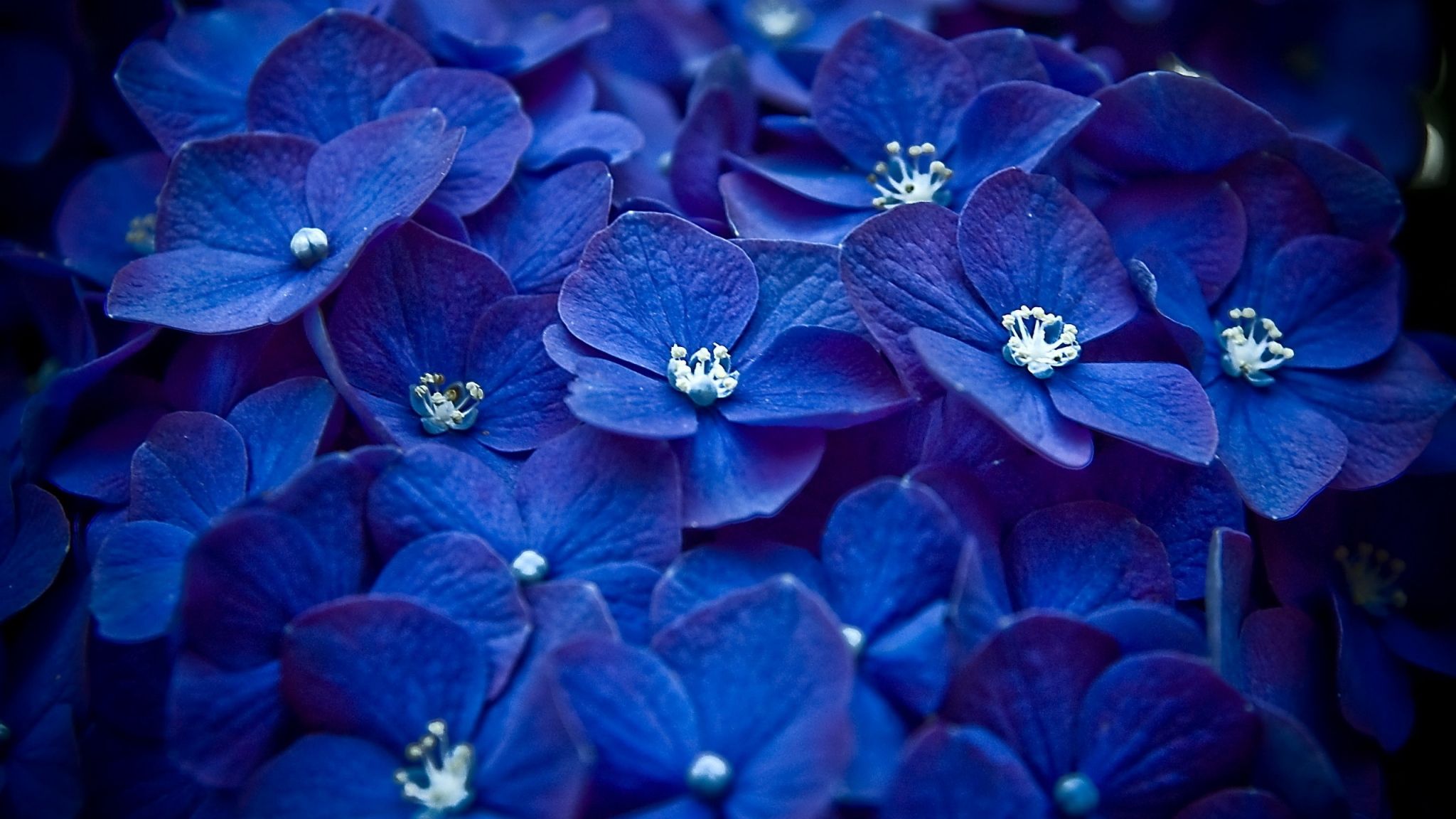 09 2015 Bright Blue Flowers Desktop Wallpaper Flowers Wallpaper
