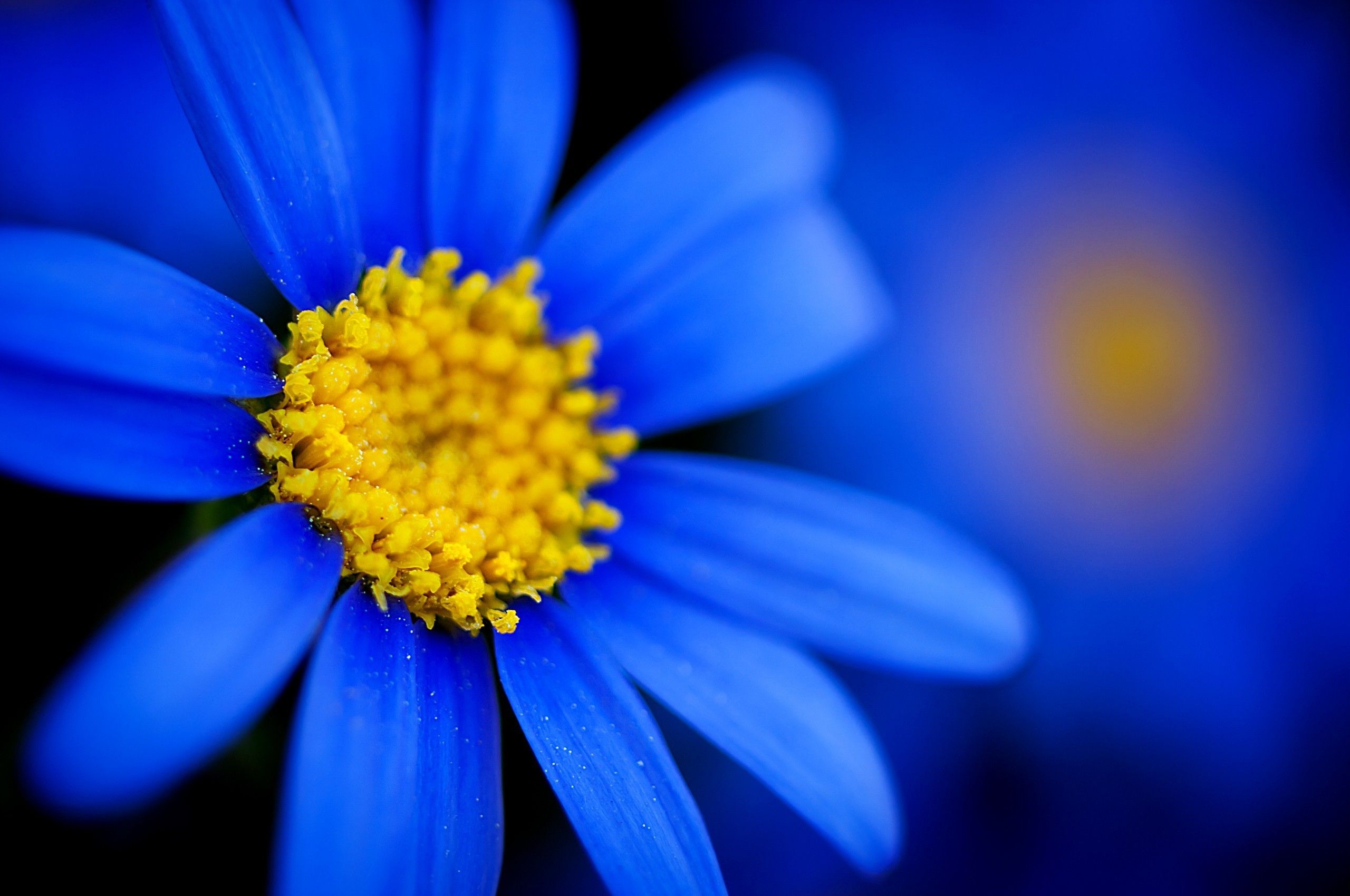 macro, Flowers, Blue Flowers Wallpaper HD / Desktop and Mobile Background
