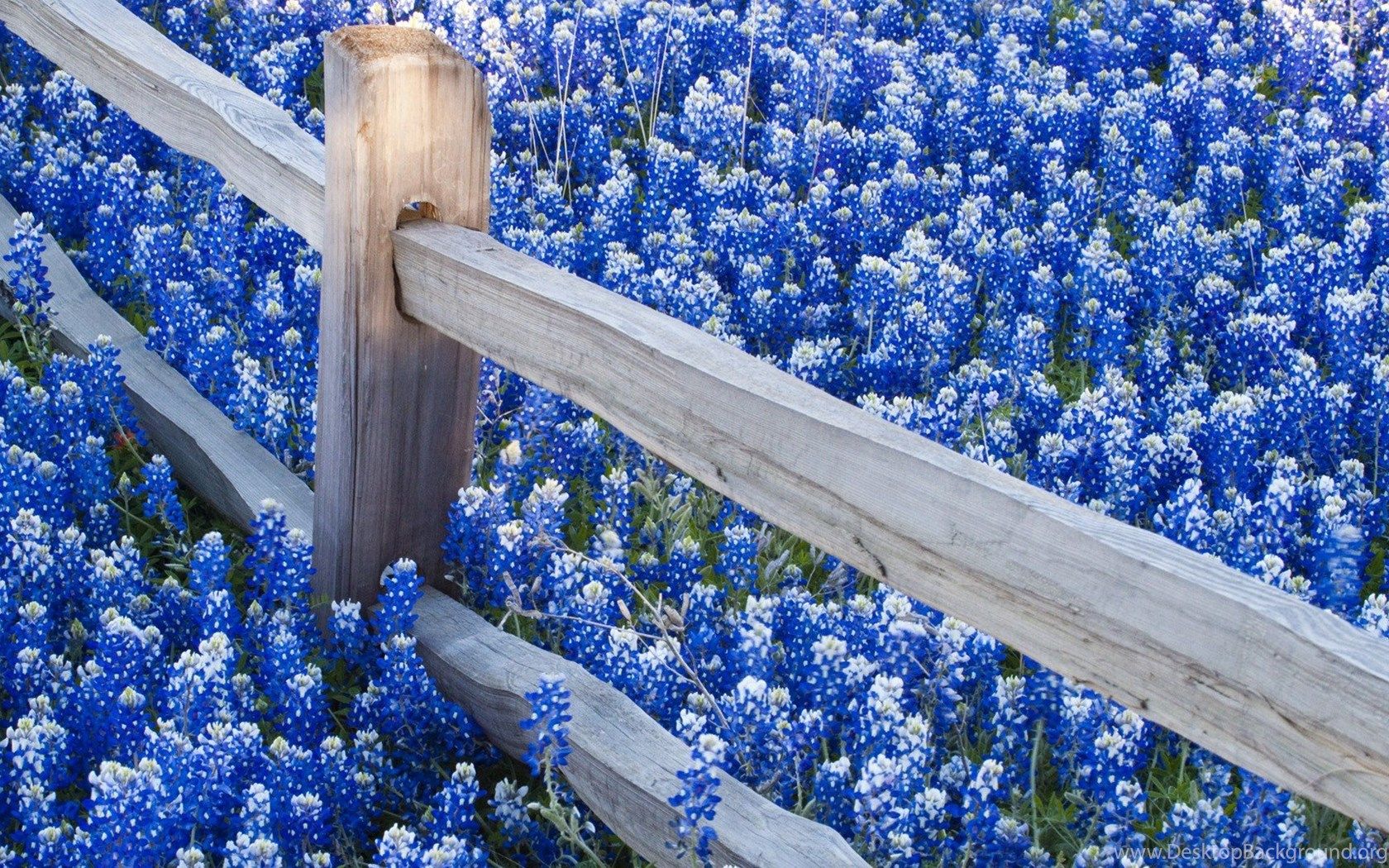 Blue Flower HD Wallpaper & Most Beautiful Flowers Picture. Desktop Background