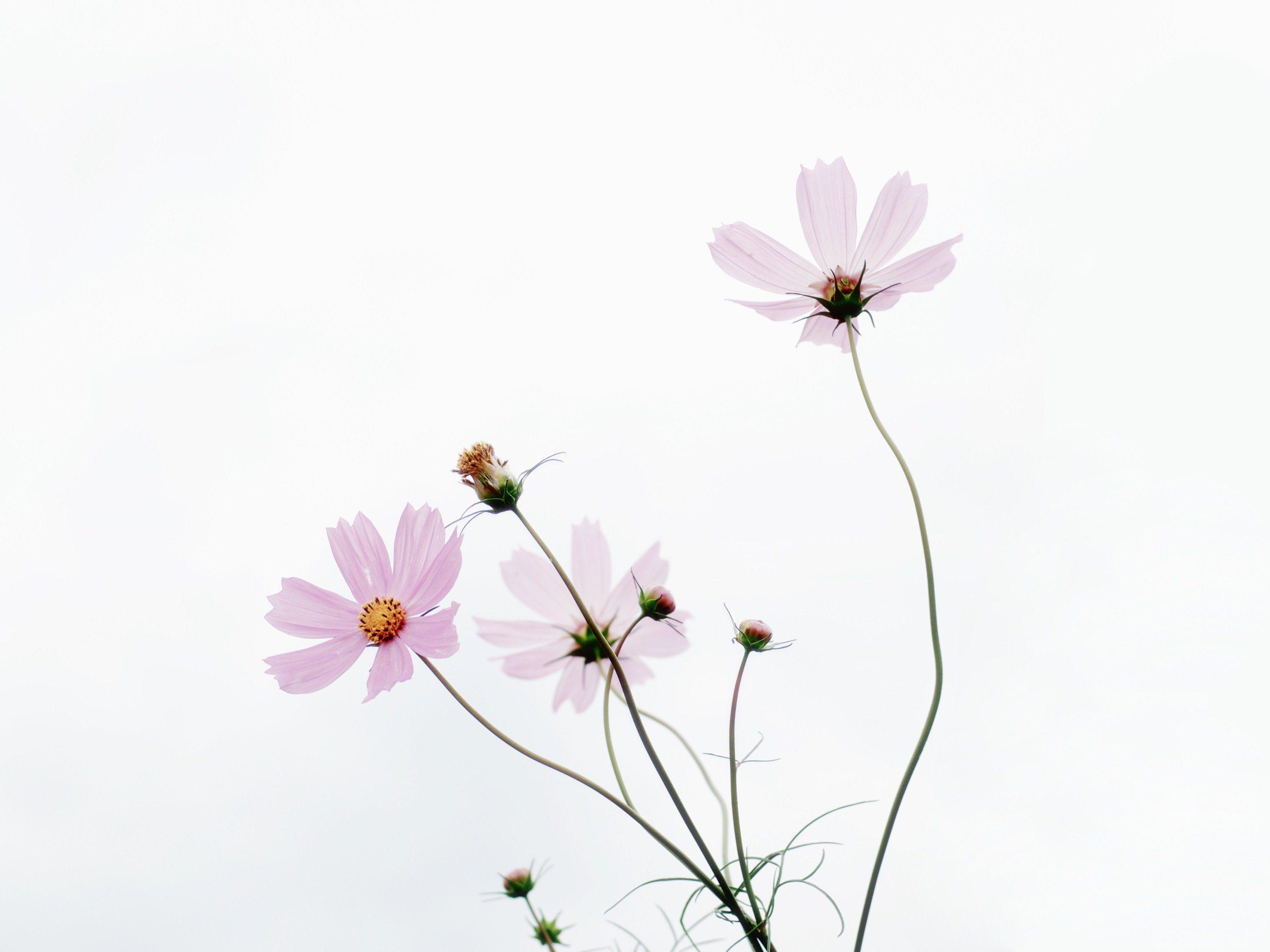Minimalist Floral Desktop Wallpaper