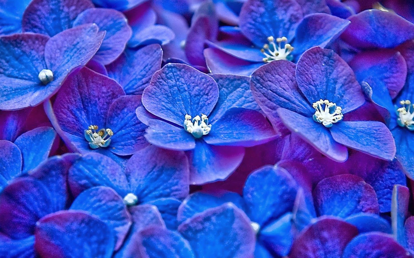 Free download HD Wallpaper Desktop Blue Flower HD Wallpaper [1600x900] for your Desktop, Mobile & Tablet. Explore Blue Flower Background. Blue Flowers Wallpaper, Blue Wallpaper with White Flowers, Light