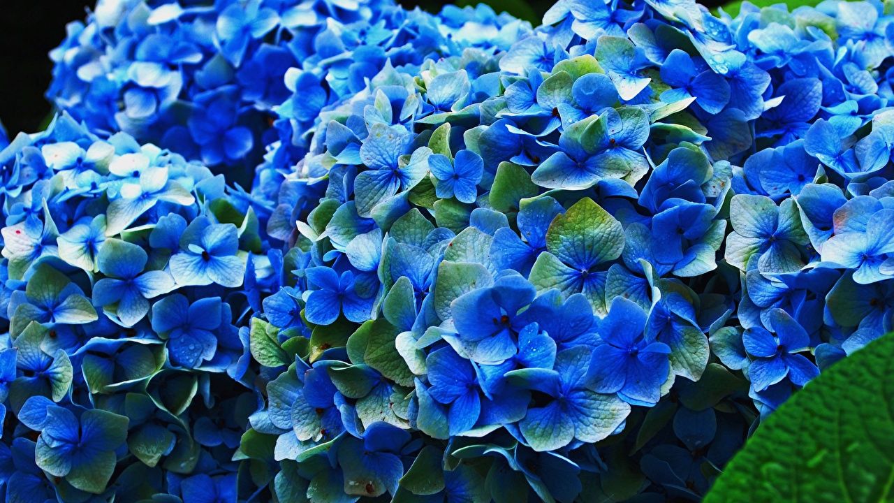 Desktop Wallpaper Blue flower Hydrangea Closeup