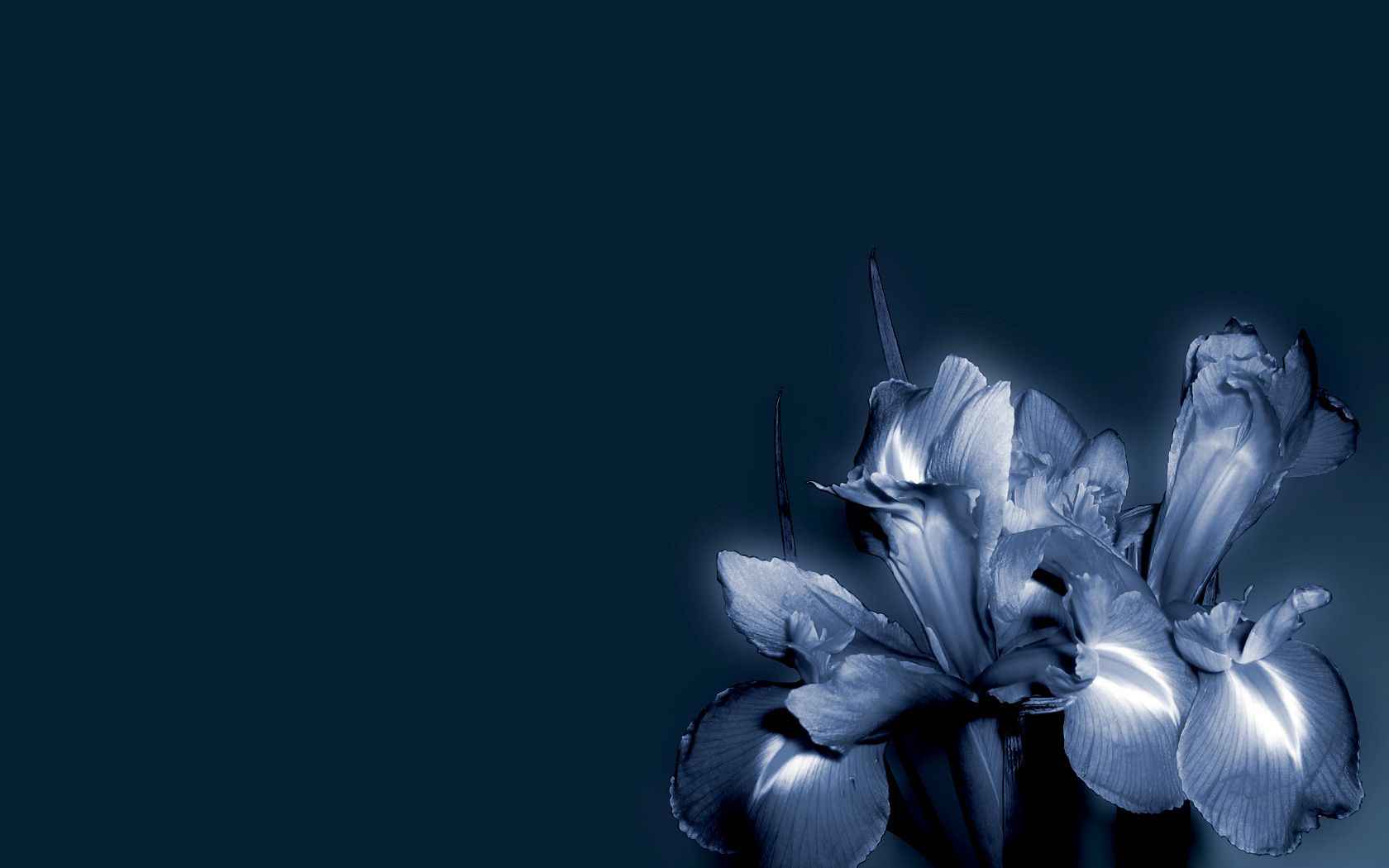 Blue flower desktop PC and Mac wallpaper