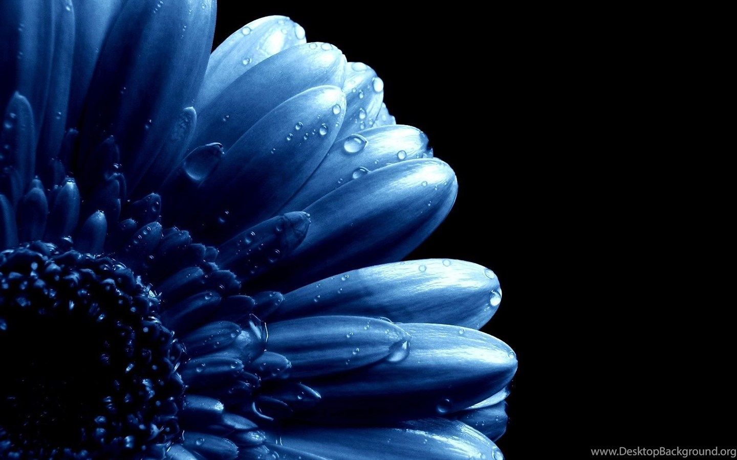 Gallery For Blue Flower Wallpaper Desktop Background