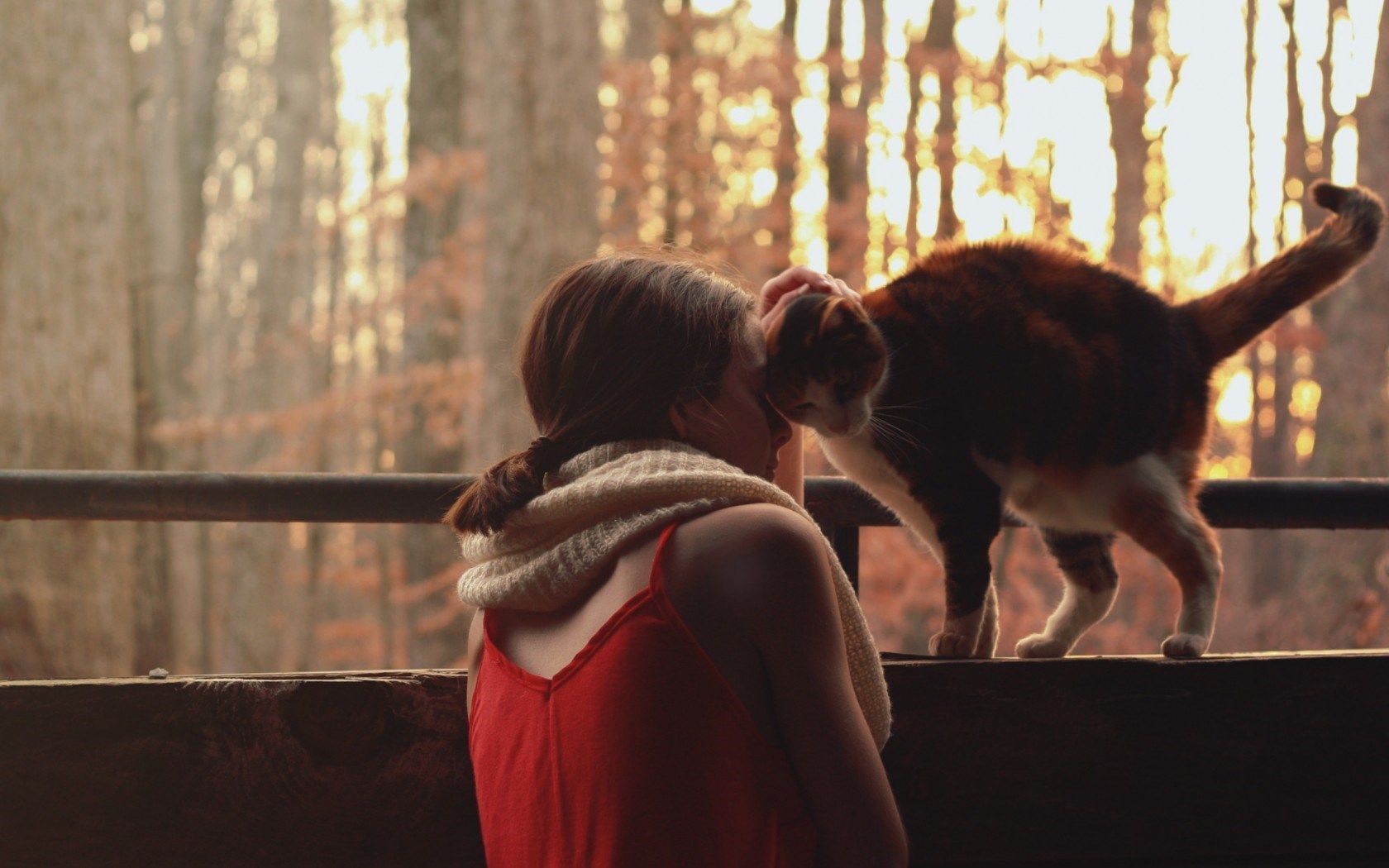 Cat Mood Wallpaper 43380 1680x1050px