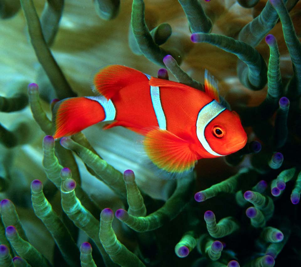 Best Fish Photo Fish Image Download