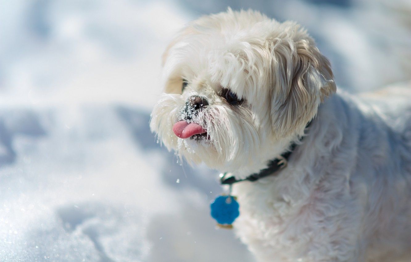 Wallpaper language, snow, dog, Shih Tzu image for desktop, section собаки
