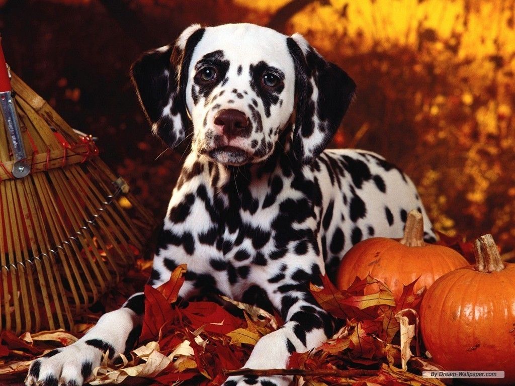 Thanksgiving Puppy Wallpaper