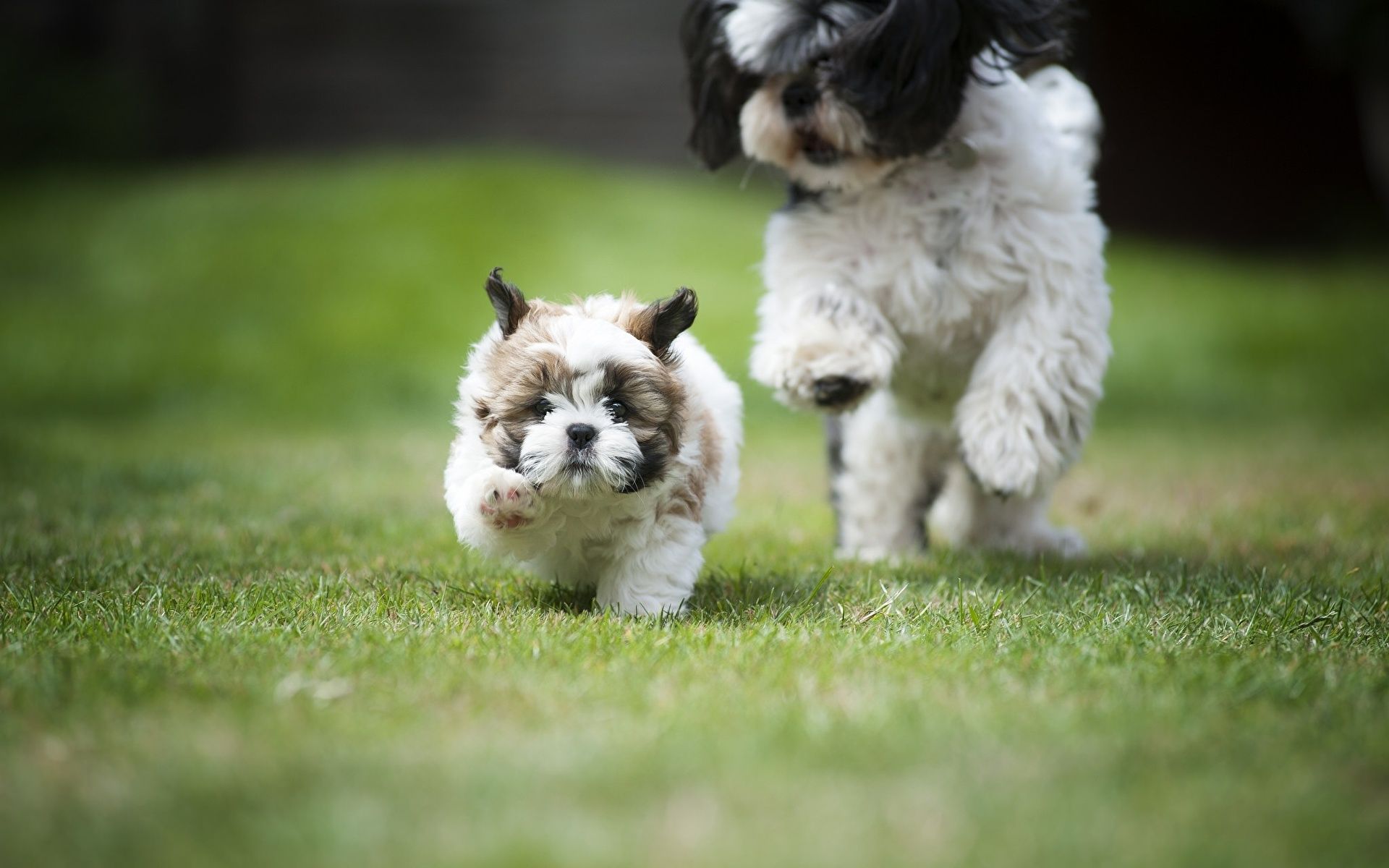 Wallpaper Puppy Shih Tzu dog Run Two Grass animal 1920x1200