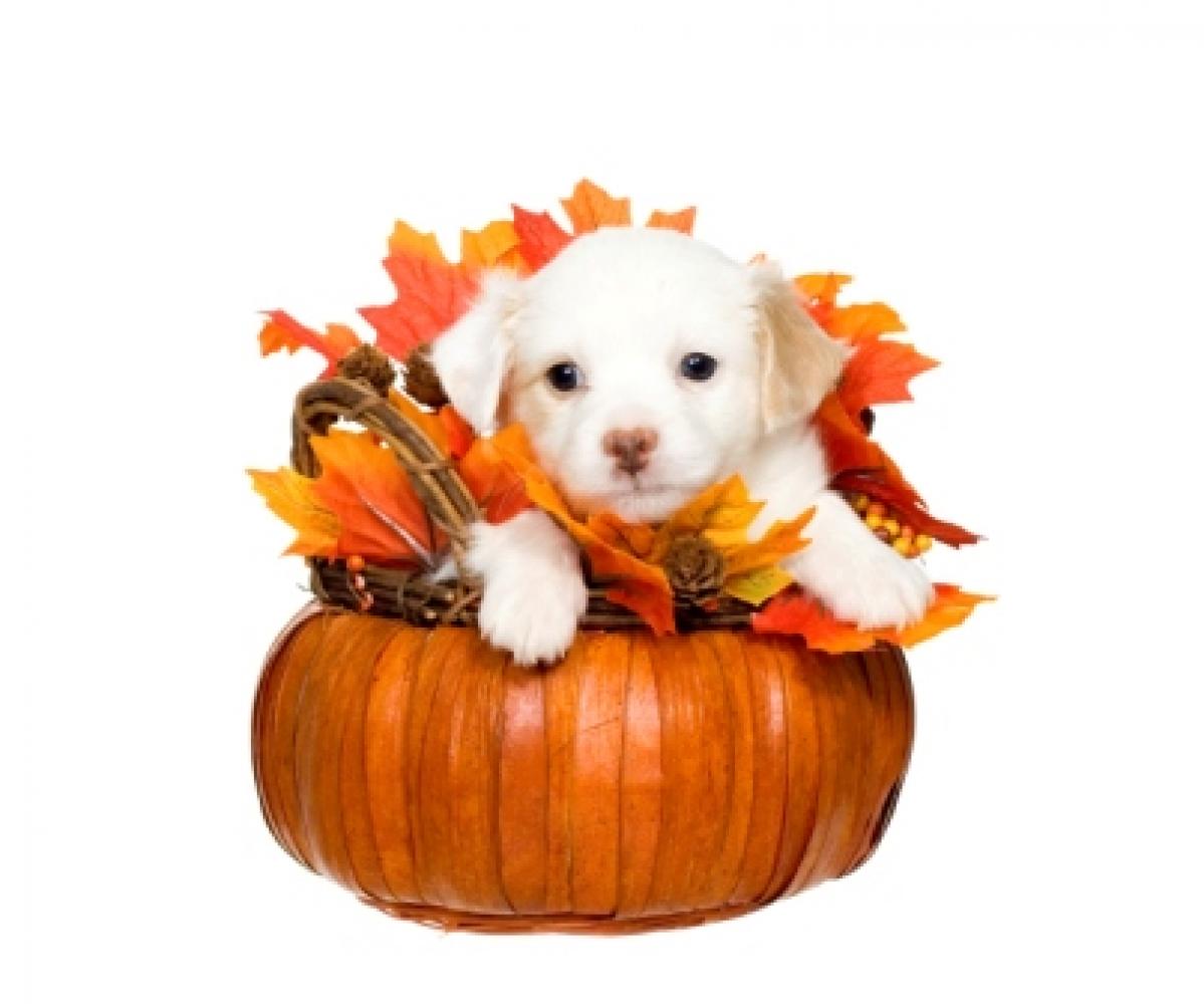 Thanksgiving Dogs Wallpapers - Wallpaper Cave