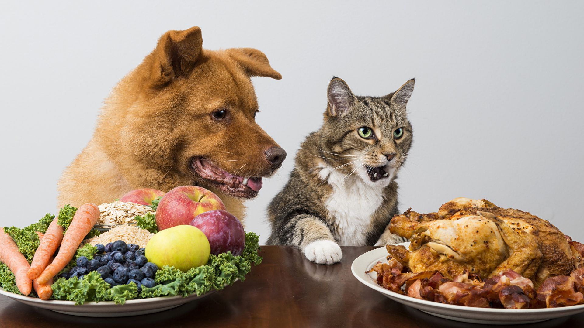 Photo cat Dogs Roast Chicken Fruit Plate Vegetables 1920x1080