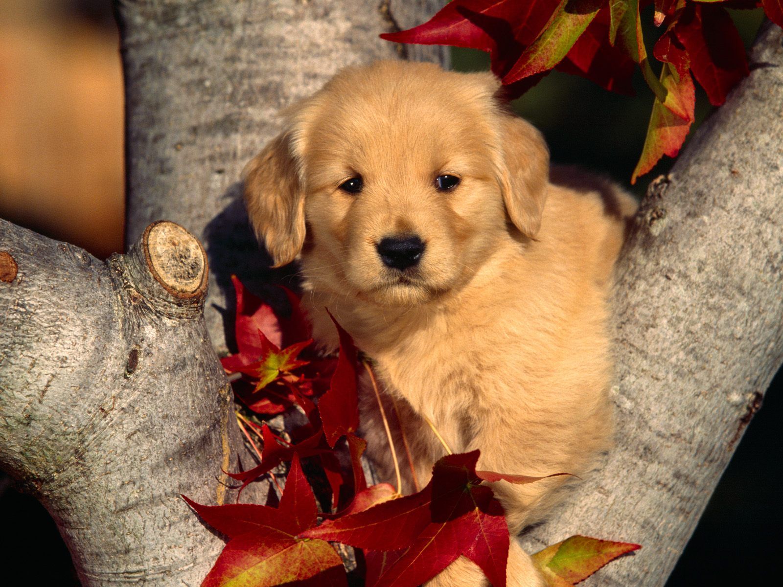 Sweet little puppy on a tree