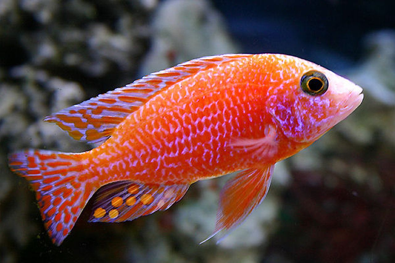 The most beautiful fish I like and searched