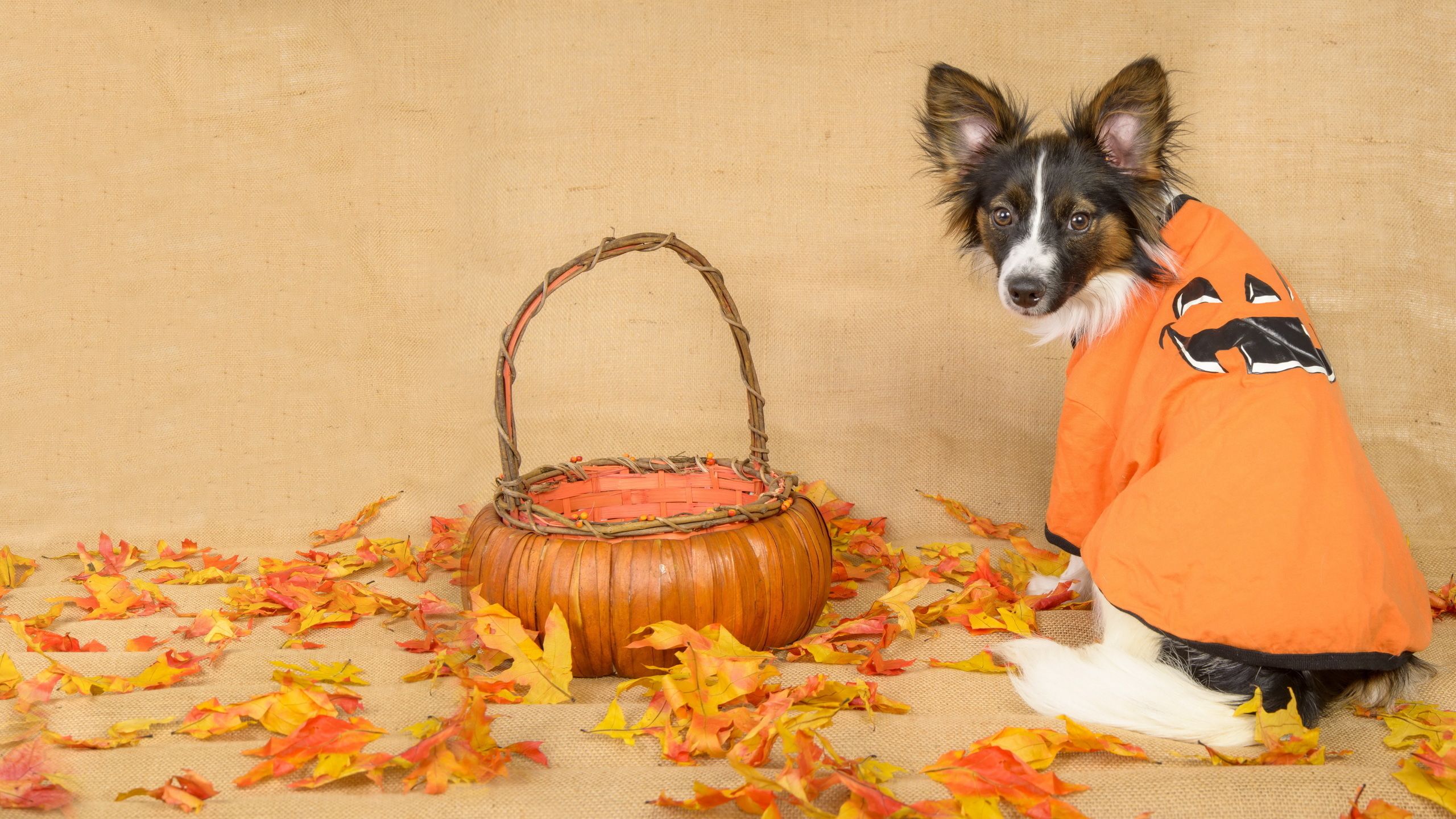 image dog Foliage Halloween Wicker basket Animals 2560x1440