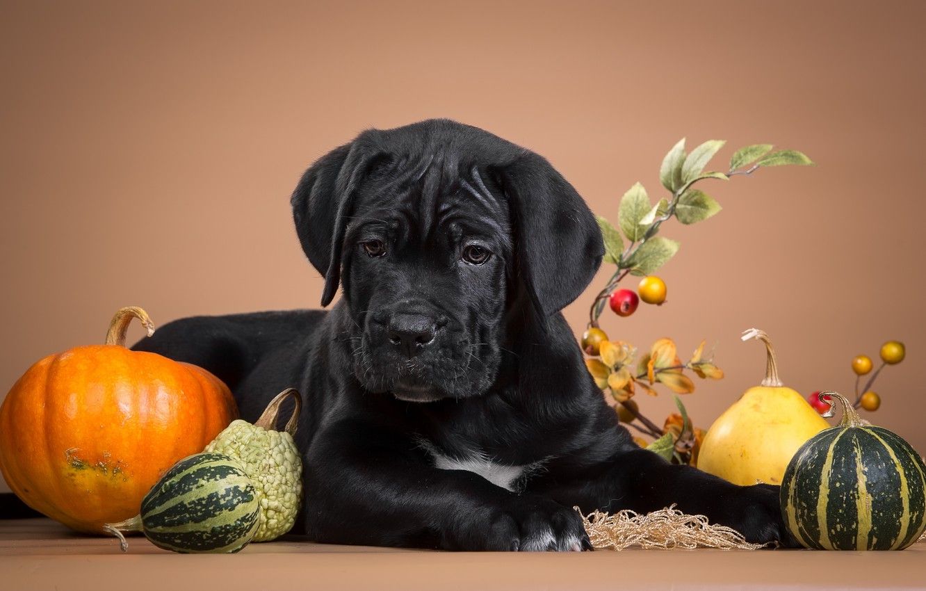 Wallpaper black, puppy, pumpkin, serious, cane Corso image for desktop, section собаки