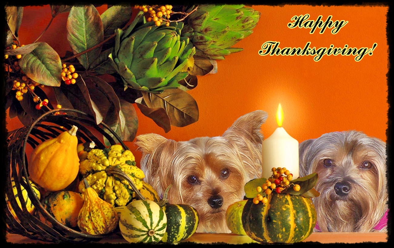 Yorkie Happy Thanksgiving ♥. Happy thanksgiving, Yorkie, Teacup yorkie