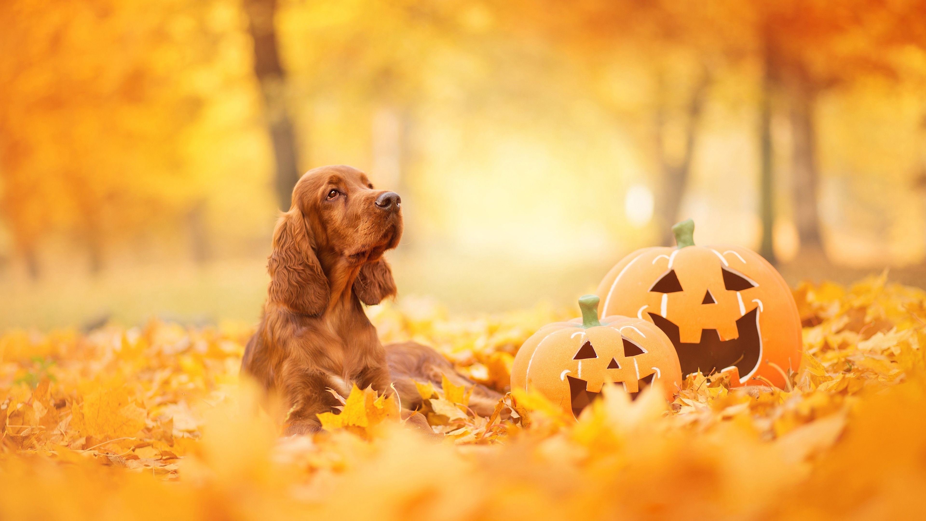 Wallpaper Dog, pumpkin, Halloween, yellow leaves, autumn 3840x2160 UHD 4K Picture, Image