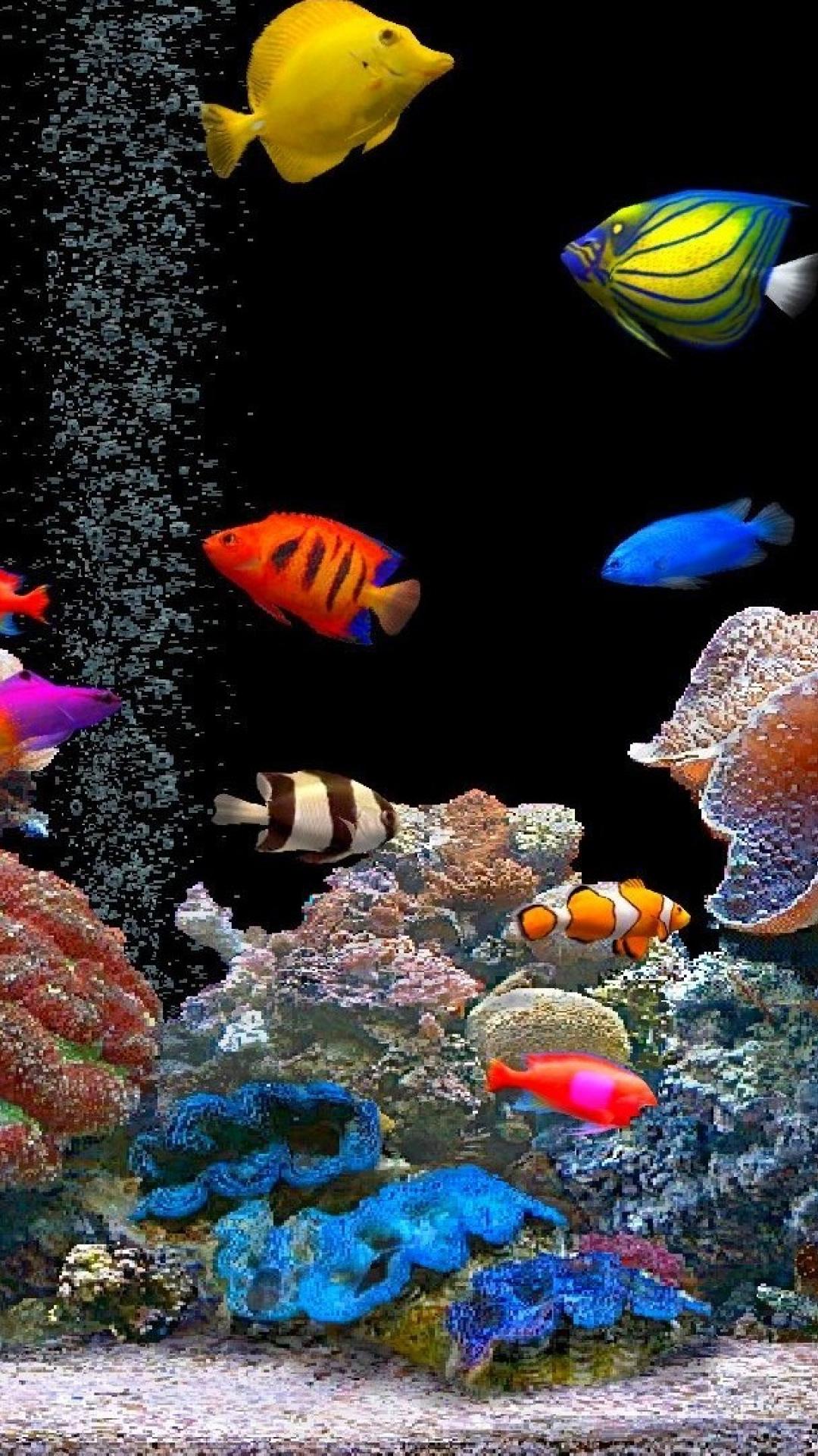 Beautiful Fish Wallpapers - Wallpaper Cave