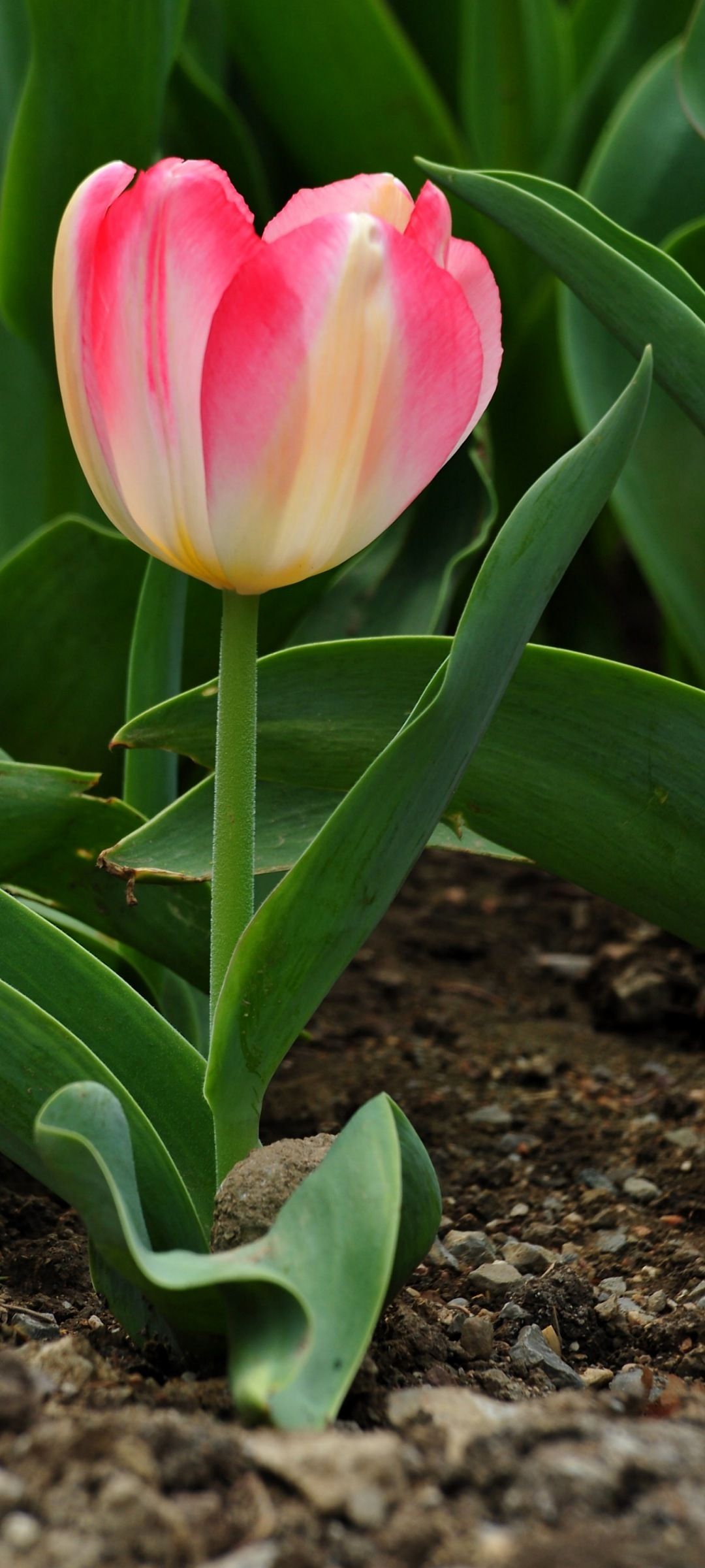 24++ Nature Wallpaper HD Download Full Screen