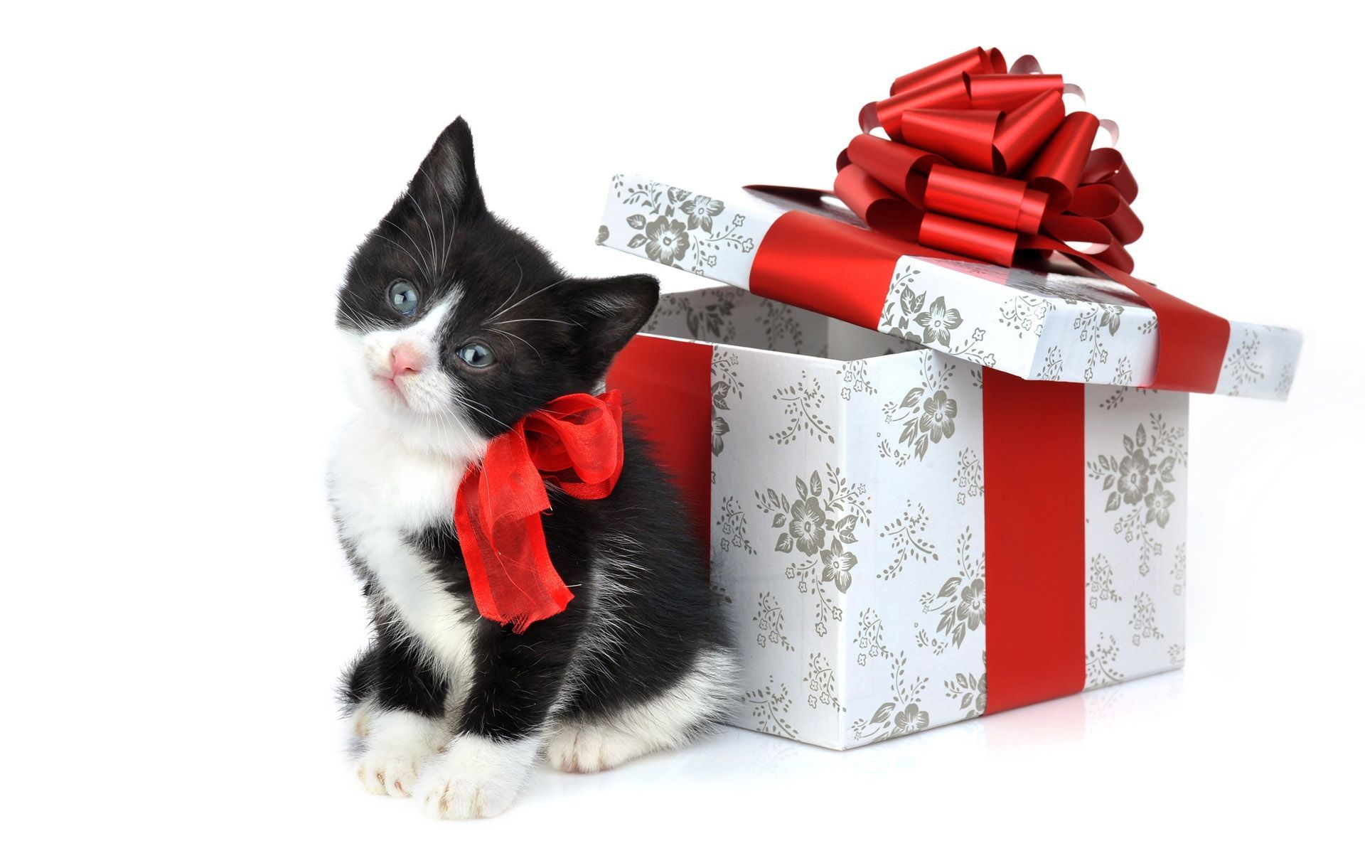 Christmas Cat. Christmas cats, Christmas kitten, Pet holiday