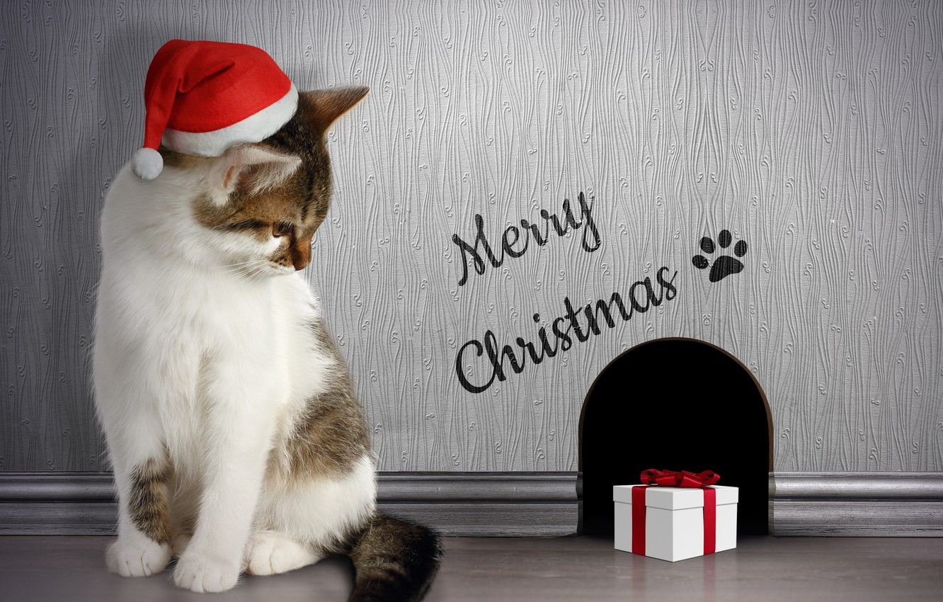 Wallpaper cat, gift, Nora, Christmas, Christmas, Winter, Cats image for desktop, section новый год