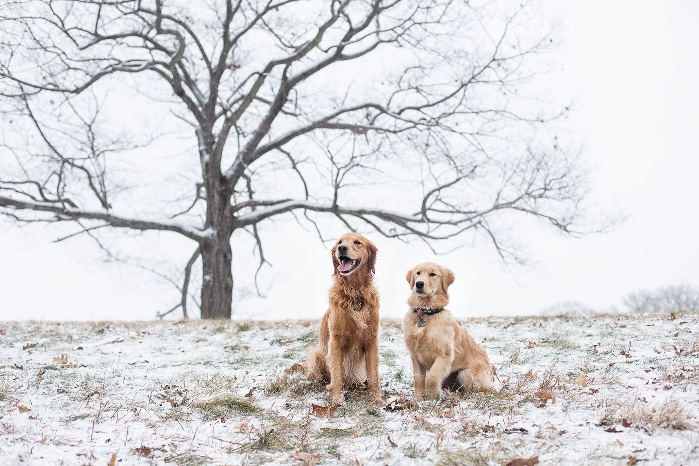 Golden Retrievers Winter Wallpapers Wallpaper Cave