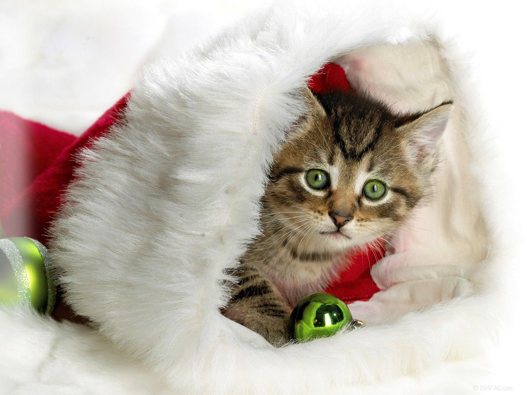 babys first christmas stockings - [REPINNED by All Creatures Gift Shop]. Christmas kitten, Christmas cats, Christmas animals