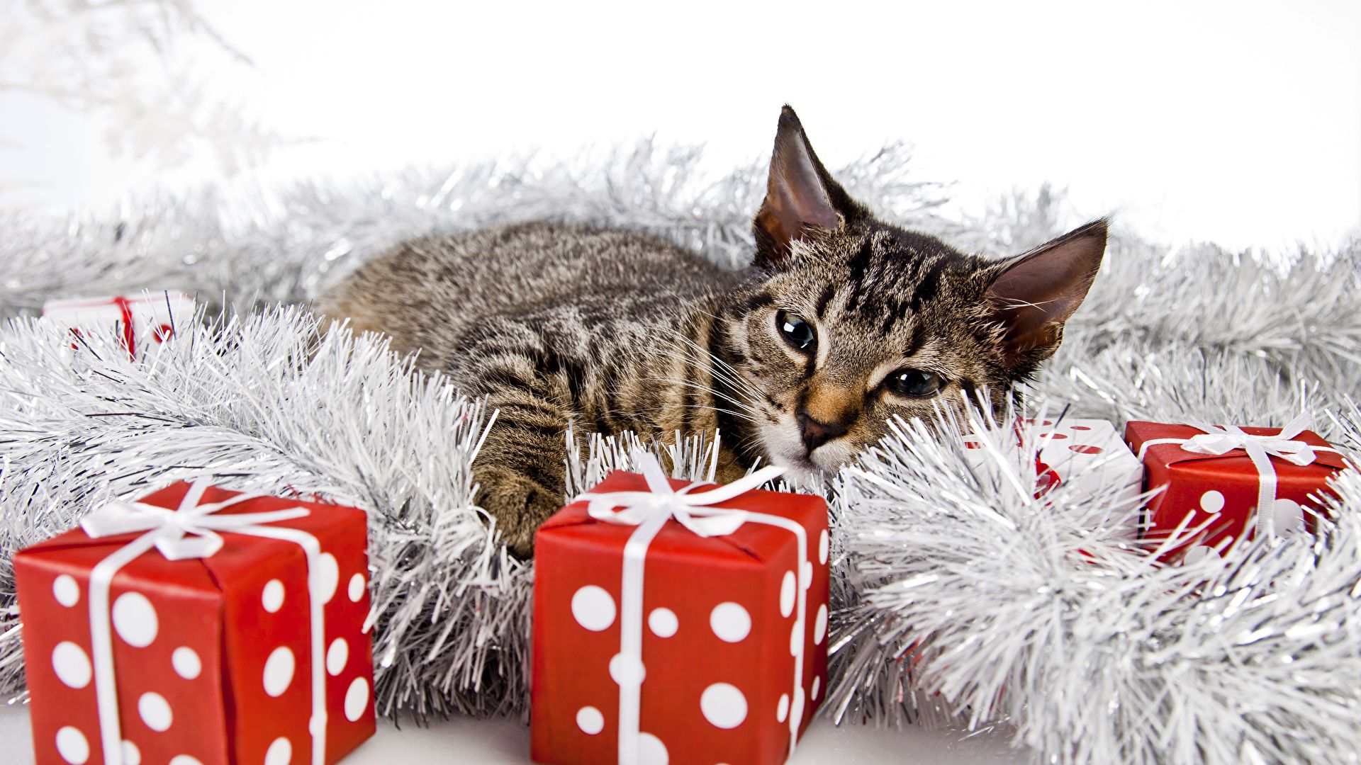 Picture cat Christmas Cube Gifts Animals 1920x1080