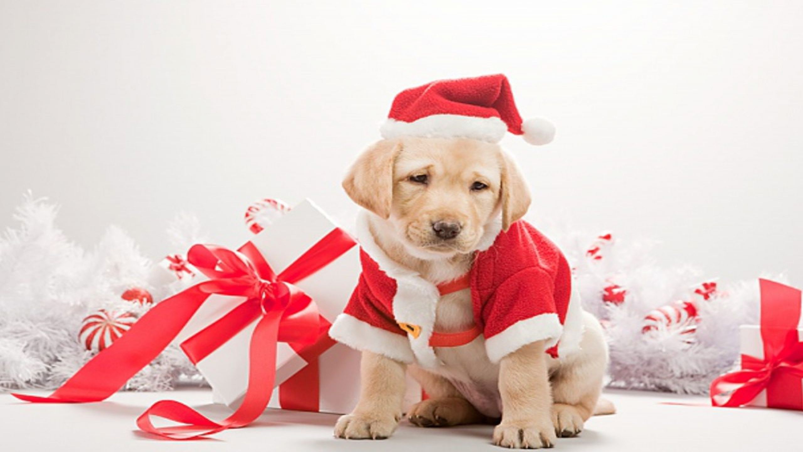 Cute Christmas Dog HD Wallpaper