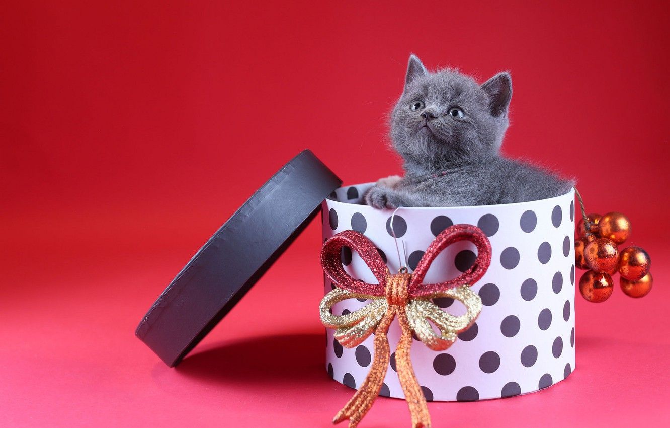 Wallpaper cat, look, balls, decoration, kitty, grey, box, gift, toys, new year, Christmas, baby, kitty, bow, red background, British image for desktop, section кошки