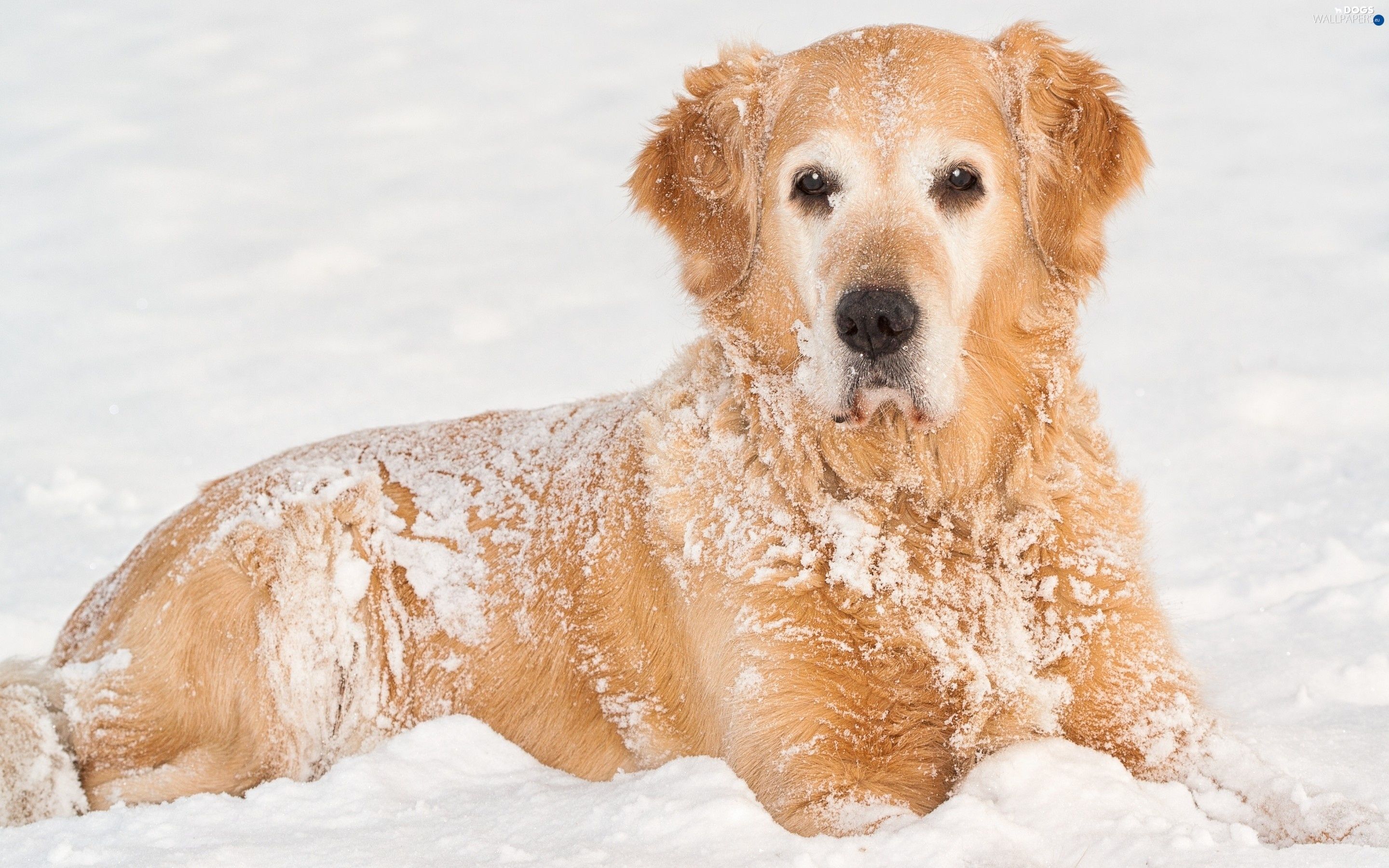 Golden Retriever Puppies In Snow