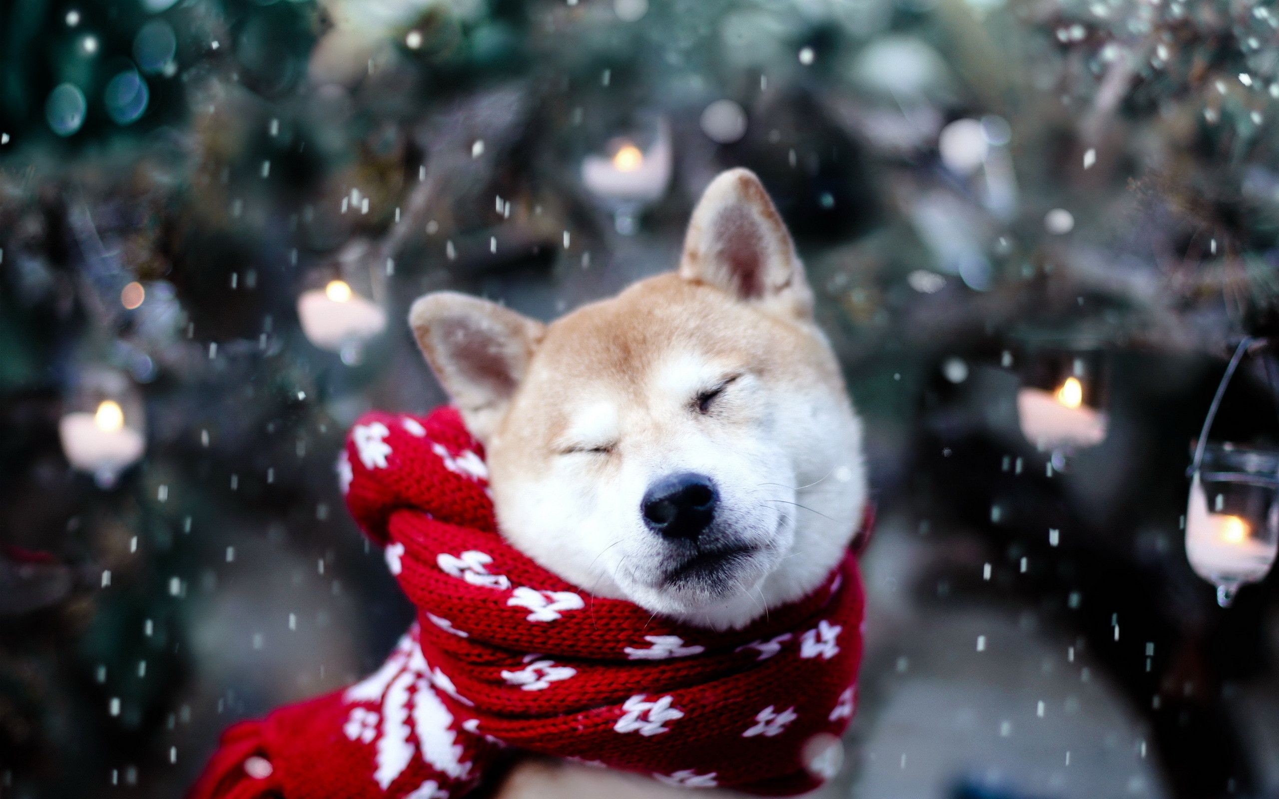 Christmas Wallpaper with Dogs